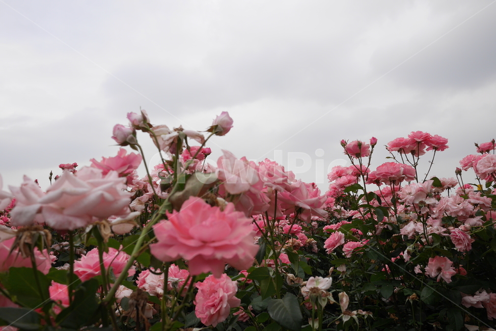 꽃,장미,rose,flower,장미꽃,공원,장미축제,flowerpic,rosepic,pink,자연,식물,여름,봄,park,plants,nature,feeling,감성