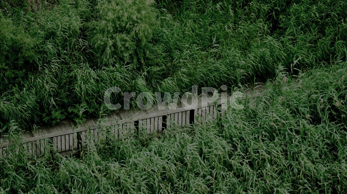 풀숲,다리,나무다리,산책로,어두운,차가운,자연,풍경,nature,landscape