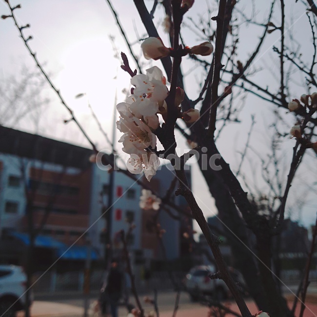꽃,벚꽃,나무,봄,초봄,식물,자연,plants,nature,꽃,flower