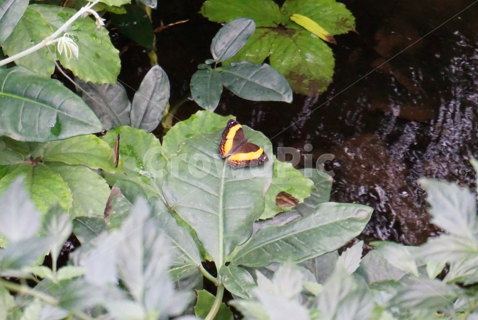 나비,노랑나비,검정나비,곤충,나방,호랑나비,동물,animal,곤충,벌레,insect,bug