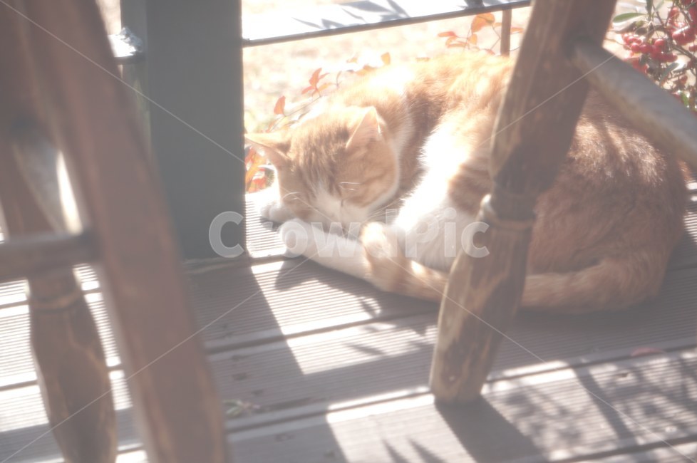 햇살,따뜻함,고양이,낮잠,감성,동물,animal,포유류,mammal,고양이,cat,kitten,kitty,휴식,힐링,rest,relaxation,healing