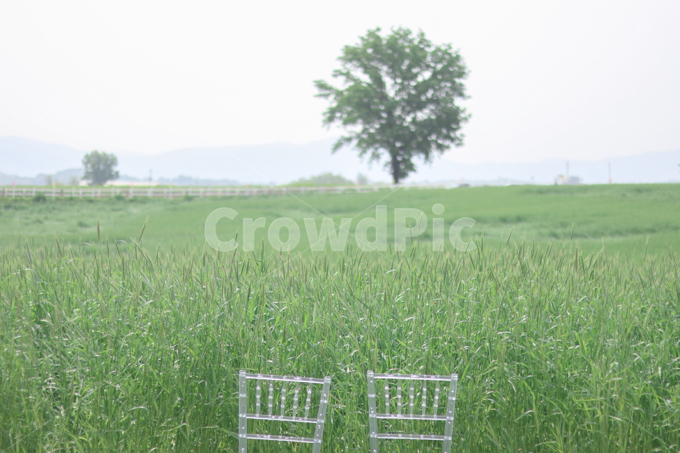 청보리밭,호밀밭,여름,초록초록,안성팜랜드,나무,자연,풍경,nature,landscape,식물,plants,나무,trees,wood