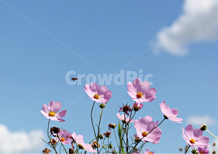 가을,하늘,코스모스,가을꽃,식물,가을,계절,fall,autumn,season,식물,자연,plants,nature,꽃,flower,동물,animal,곤충,벌레,insect,bug,plant