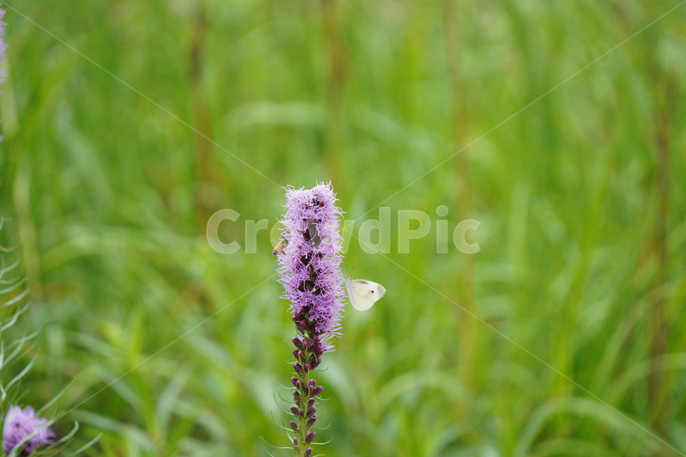 야외,공원,보라색,나비,풀밭,식물,자연,plants,nature,꽃,flower,동물,animal,곤충,벌레,insect,bug