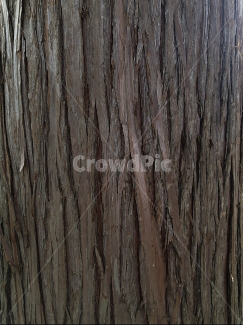 tree,plant,식물,자연,나무,나무껍질,무늬,pattern,패턴,nature