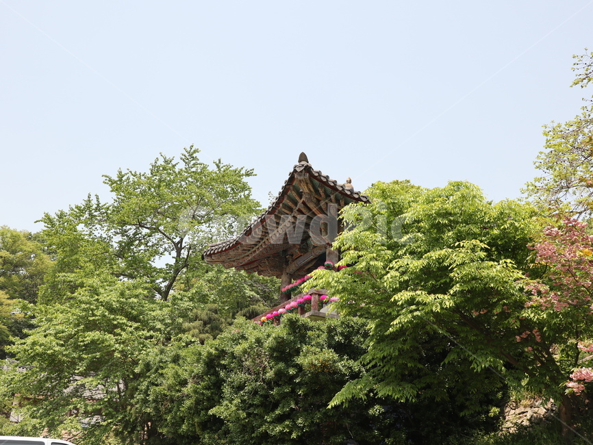 사찰,절,temple,전통,한국,한국적,korea,culture,한국전통,한국문화,korean traditional,korean culture,식물,자연,plants,nature