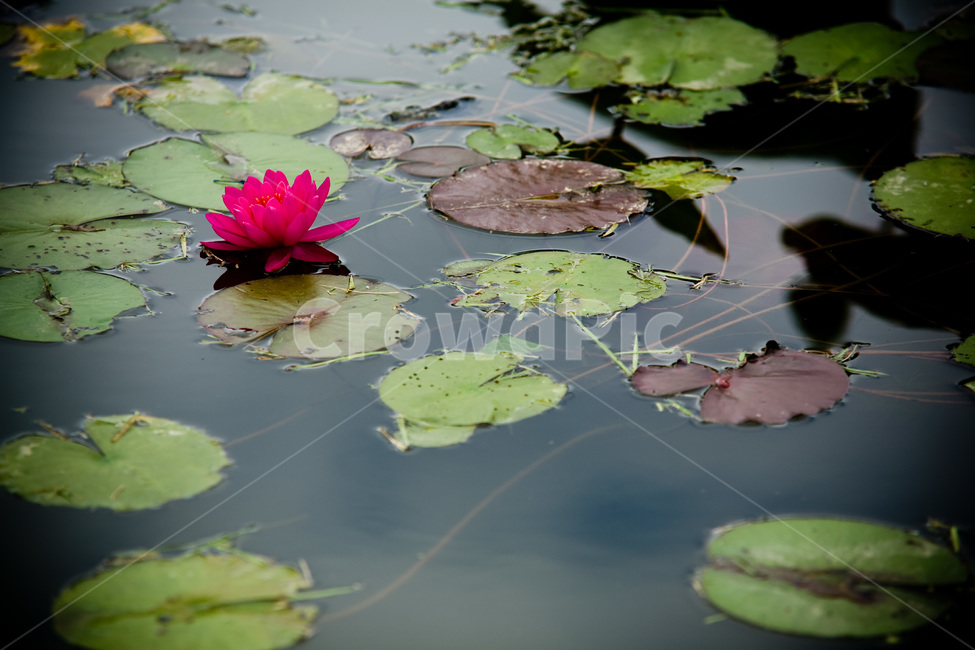 꽃,연꽃,flower,봄,자연,풍경,spring,순수,순정,감성사진,연근,식물,식물,자연,plants,nature,꽃,flower