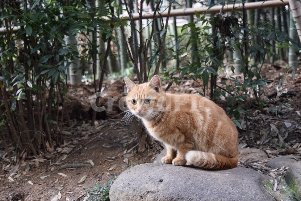 동물,고양이,길고양이,자연,공원,나무