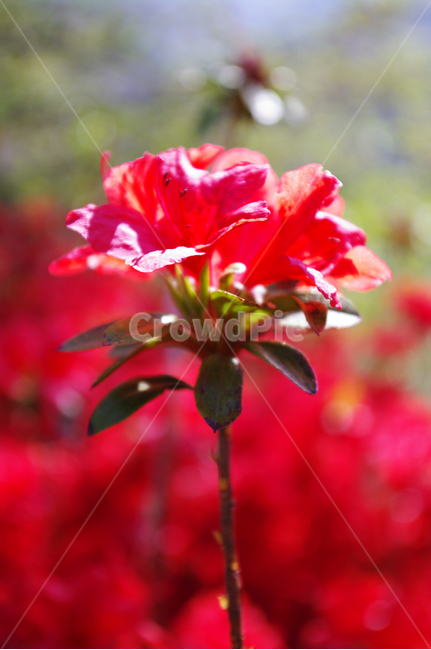 철쭉,꽃,flower,계절,봄,spring,식물,자연,plants,nature,꽃,flower