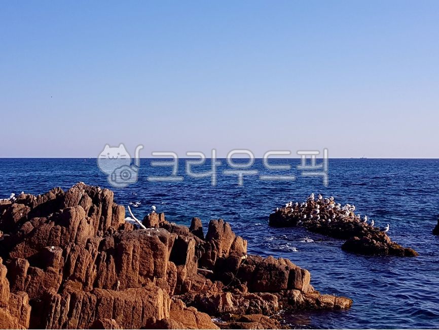 갯바위,갯바위갈매기,바다,동해바다,해안가