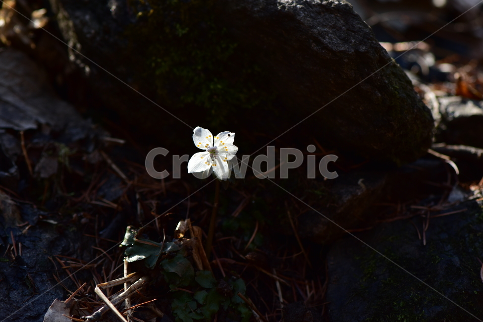 너도바람꽃,야생화,봄,꽃,풀꽃,자연,식물,식생,감성,힐링,plants,nature,spring,season,flower,emotion,feeling,흰색,초본,너도바람꽃속
