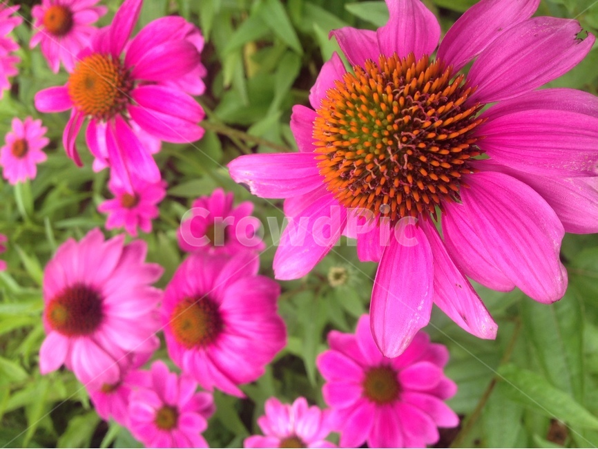 식물,꽃,분홍,꽃잎,핑크,식물,자연,plants,nature,꽃,flower