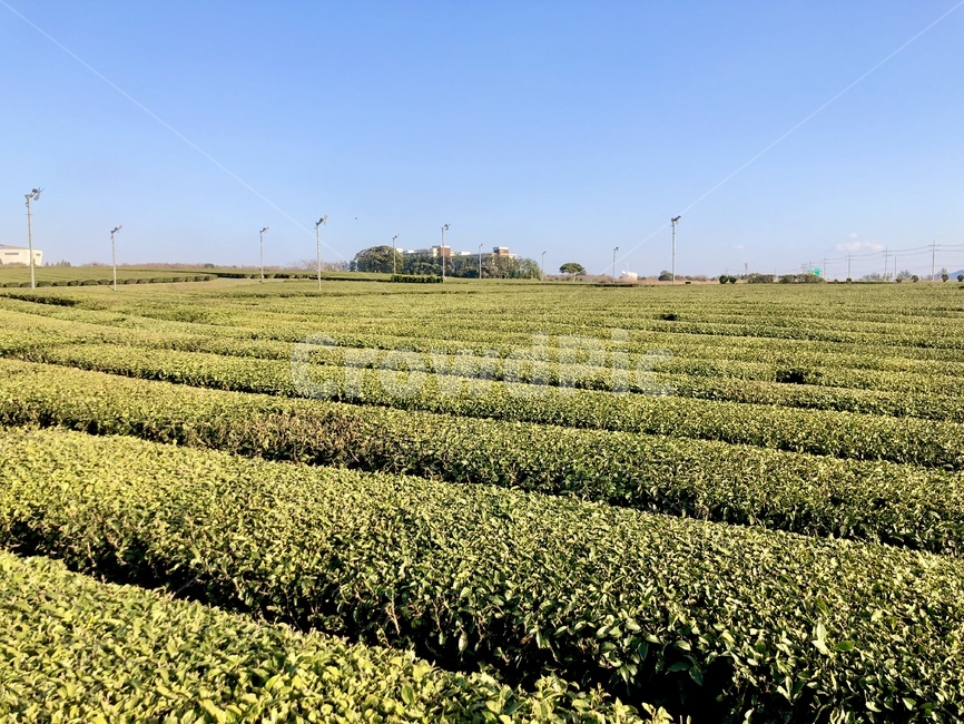 녹차밭,제주녹차밭,제주녹차,녹차,제주도,자연,풍경,nature,landscape