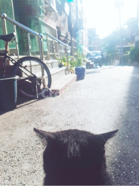 동물,반려동물,고양이,감성,고양이뒤태,고양이뒷모습,귀여운고양이,야외고양이,반려묘,cat,코숏,검은고양이