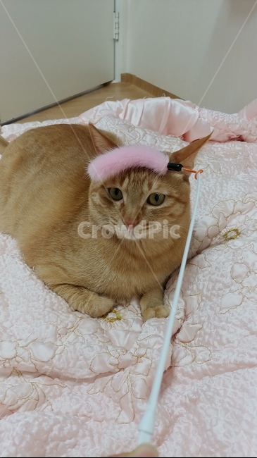 고양이,cat,치즈태비,반려묘,동물,pet,뚱냥이