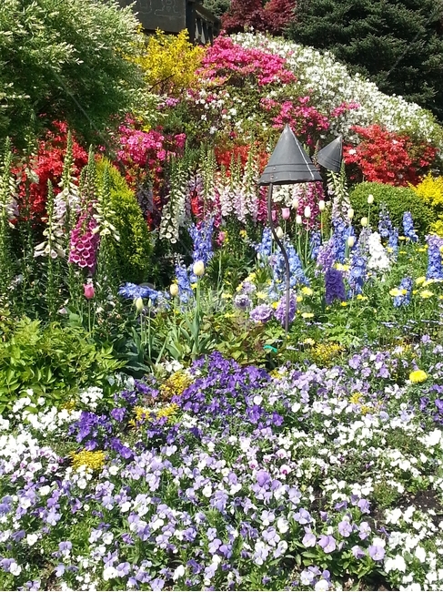 flower decoration,spring flowers,Arboretum,plant,flower