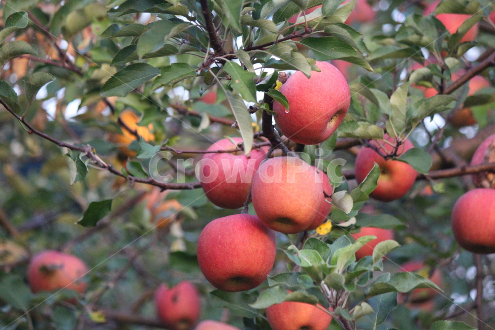 사과,가을,부사,식물,나무,plant,food,apple,음식,fruit,과일,과일,열매,fruit