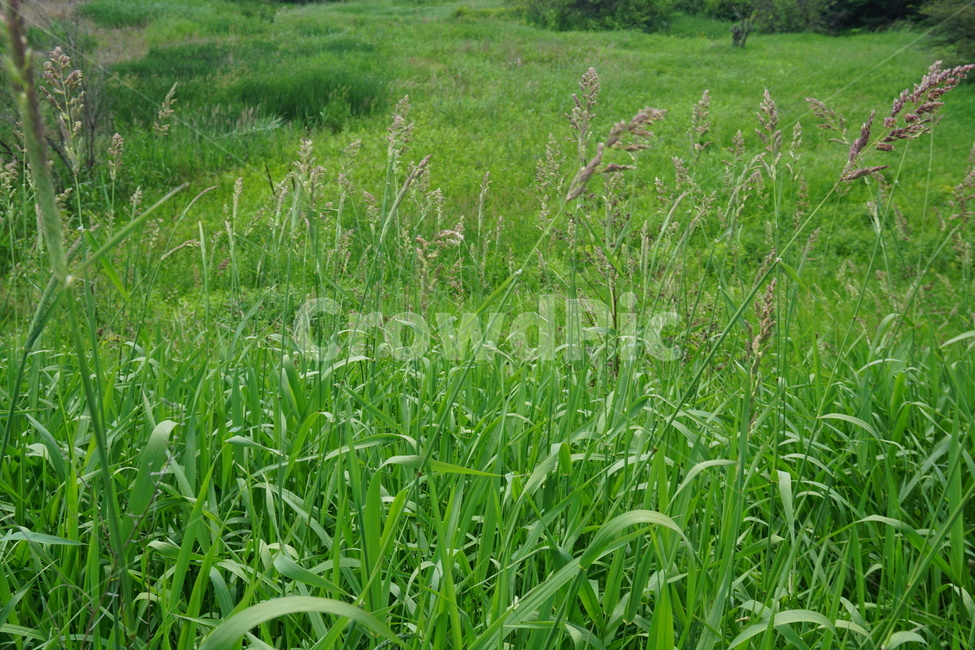 풀,자연,초록색,녹색풀,nature,식물,plant
