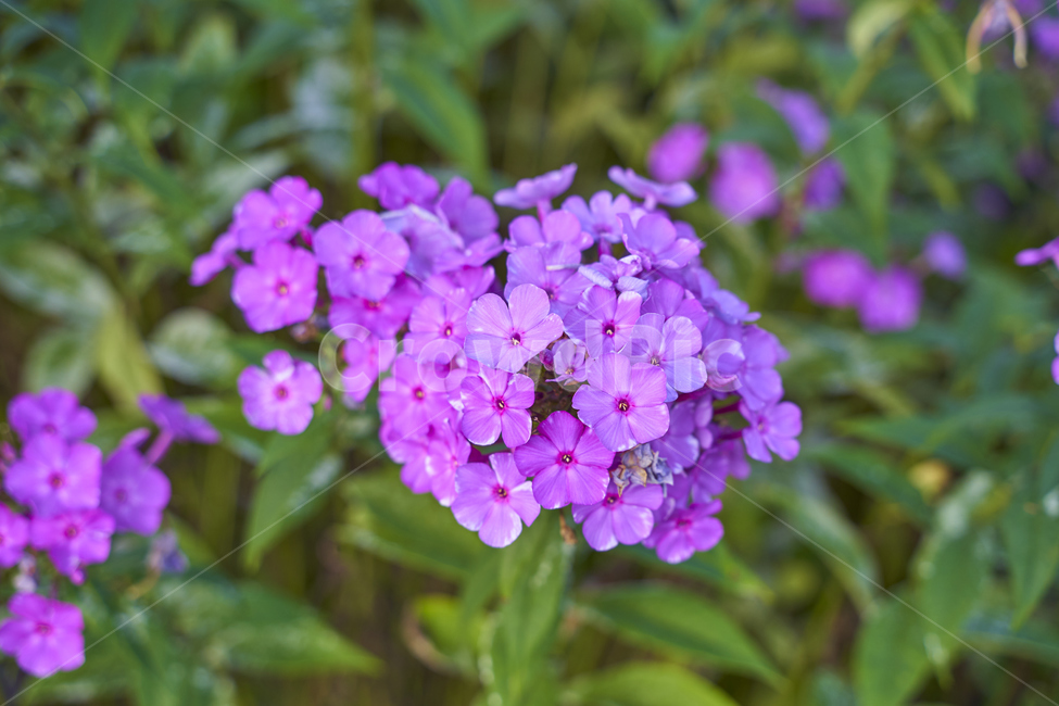 분홍,핑크,야생화,꽃무리,여름꽃,식물,자연,plants,nature,꽃,flower