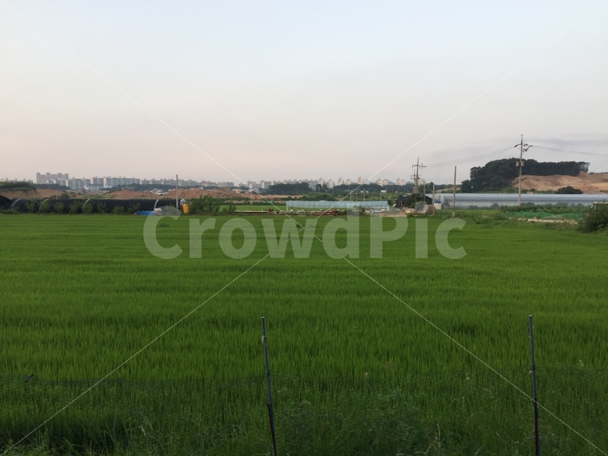 농촌,모내기,시골,파주,벼농사,저녁어스름,황혼,시골풍경,농사,자연,풍경,nature,landscape,한국자연풍경,한국자연경관,korea nature landscape,시골,마을,country,rural,town,outdoors,옥외,grassland,목초지,field,들,paddy field,패디 필드