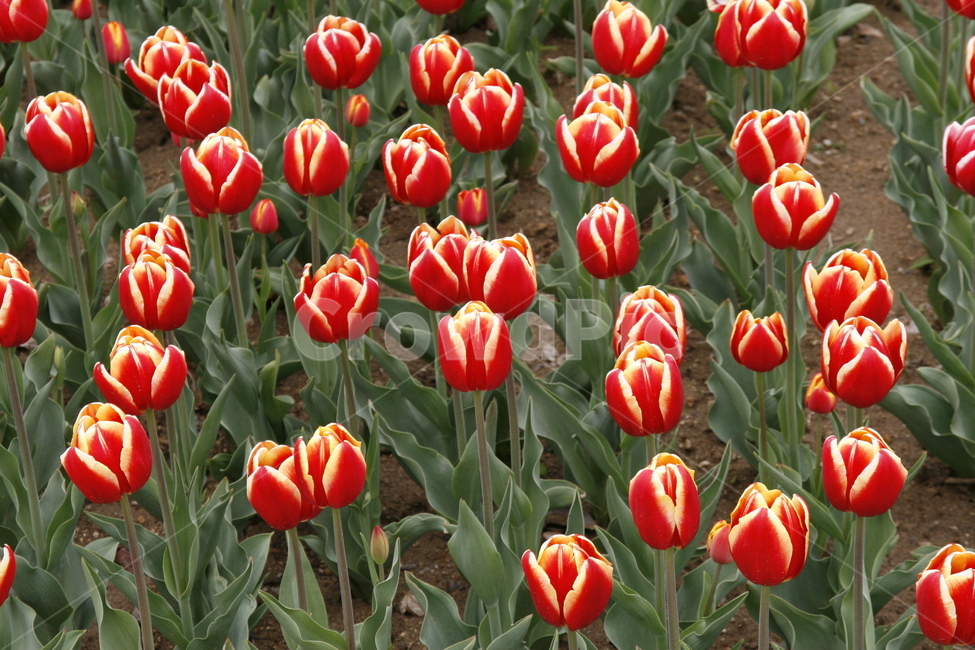 튤립,꽃,봄꽃,축제,식물,봄,계절,spring,season,식물,자연,plants,nature,꽃,flower,plant,blossom