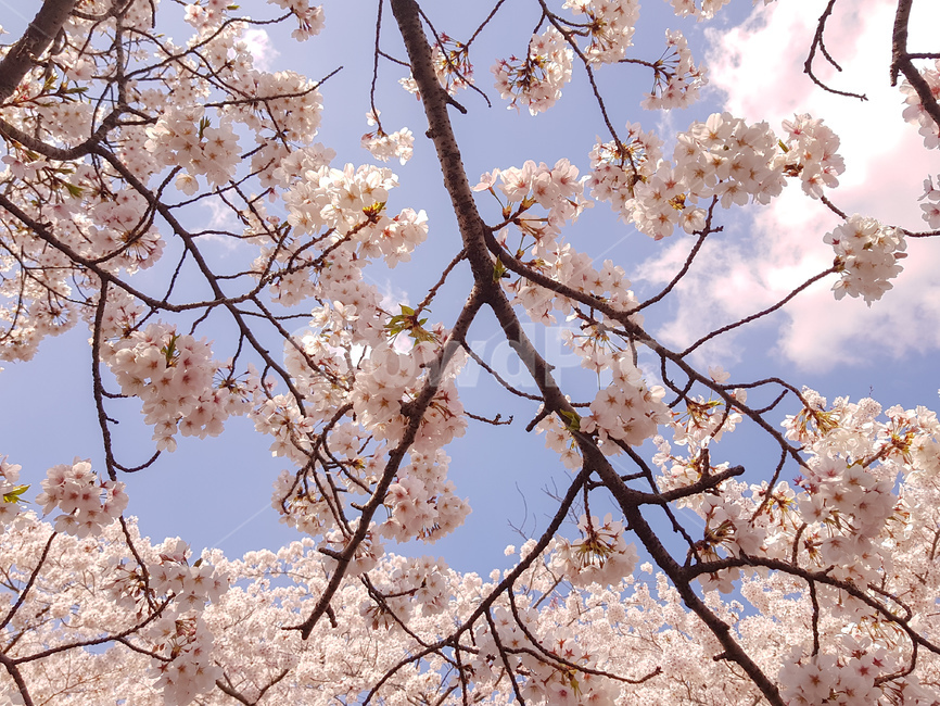 벚꽃,진해군항제,식물,꽃,나무,blossom,flower,봄,계절,spring,season,식물,자연,plants,nature,꽃,flower,plant