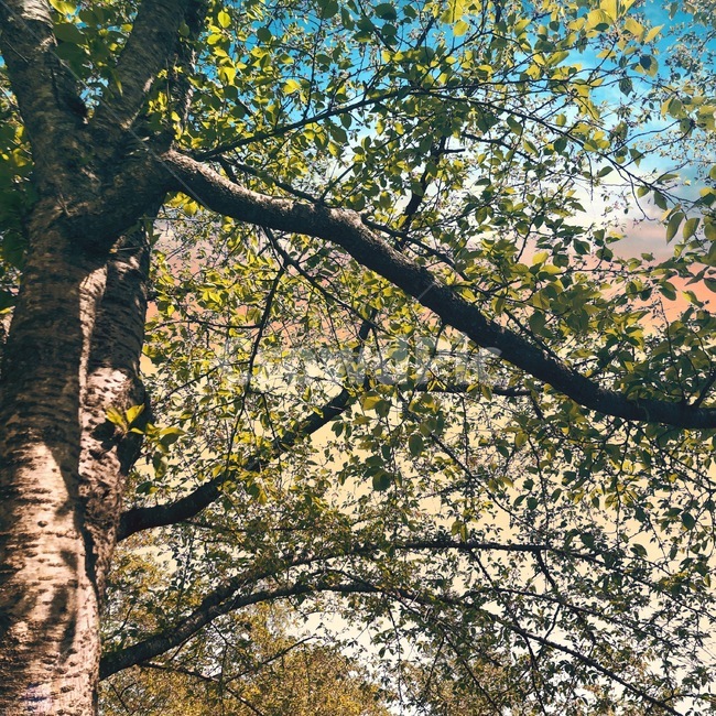 나무,tree,여름,자연,풍경