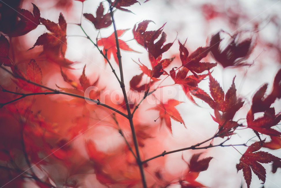 leaf,잎,plant,식물,tree,나무,maple,단풍,가을,계절,fall,autumn,season,식물,자연,plants,nature