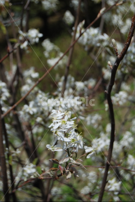 식물,꽃,야생화,봄,자연,식물,자연,plants,nature,꽃,flower