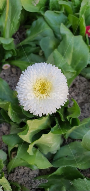 식물,꽃,blossom,plant,흰꽃