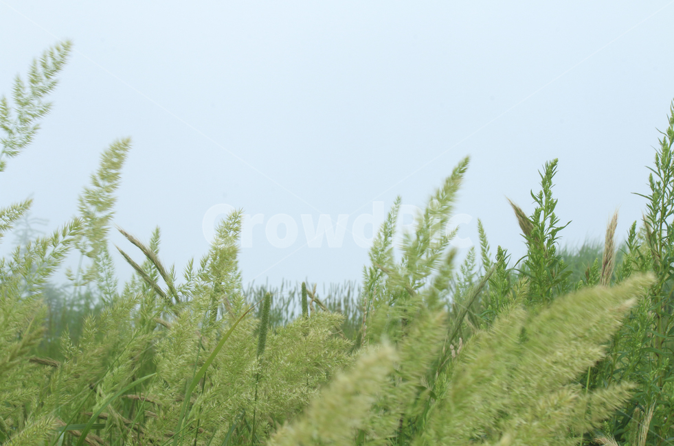 식물,grass,sky,farm,field,leaf,들판,잎,갈대,green,nature,초록