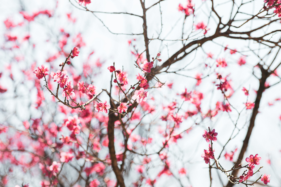 plant,식물,blossom,flower,꽃,매화,홍매화