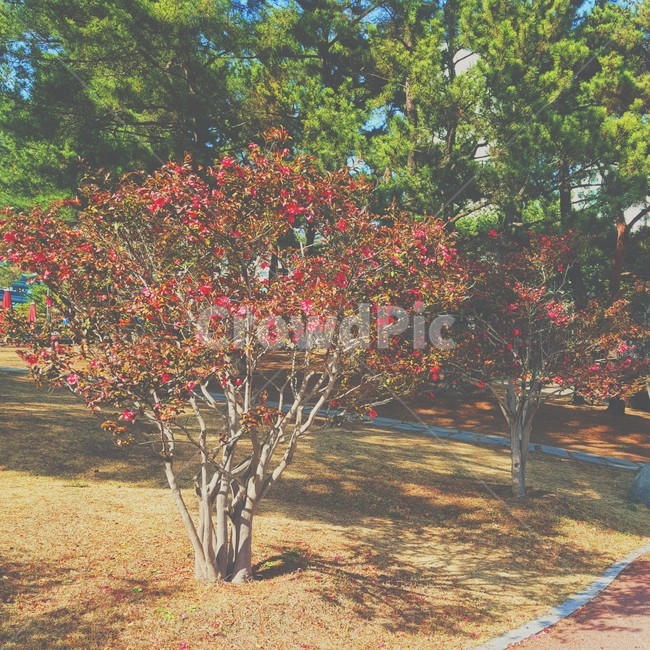 공원,햇살,자연,plant,treetrunk,식물,나무,tree,나무줄기,울산,대공원,울산대공원,풀,봄날,따뜻,봄,Ulsan,park,lake,nature,Ulsangrandpark