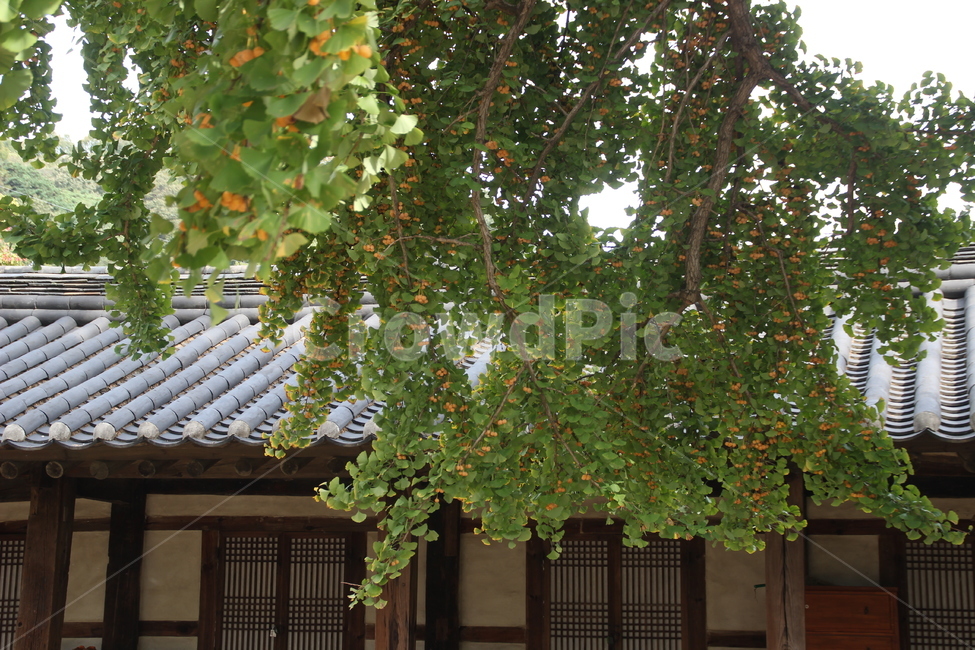 명륜당,전주한옥마을,전주향교,향교,은행나무,은행,식물,나무,가을,ginkgotree,ginkgo,plant,한국전통,한국문화,korean traditional,korean culture,건축물,건물외관,exterior,building,structure,architecture,construction