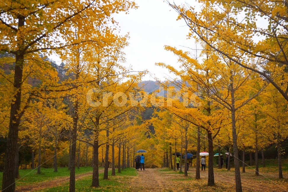 tree,나무,단풍,maple,풍경,가을,가을,계절,fall,autumn,season,자연,풍경,nature,landscape,plant,식물