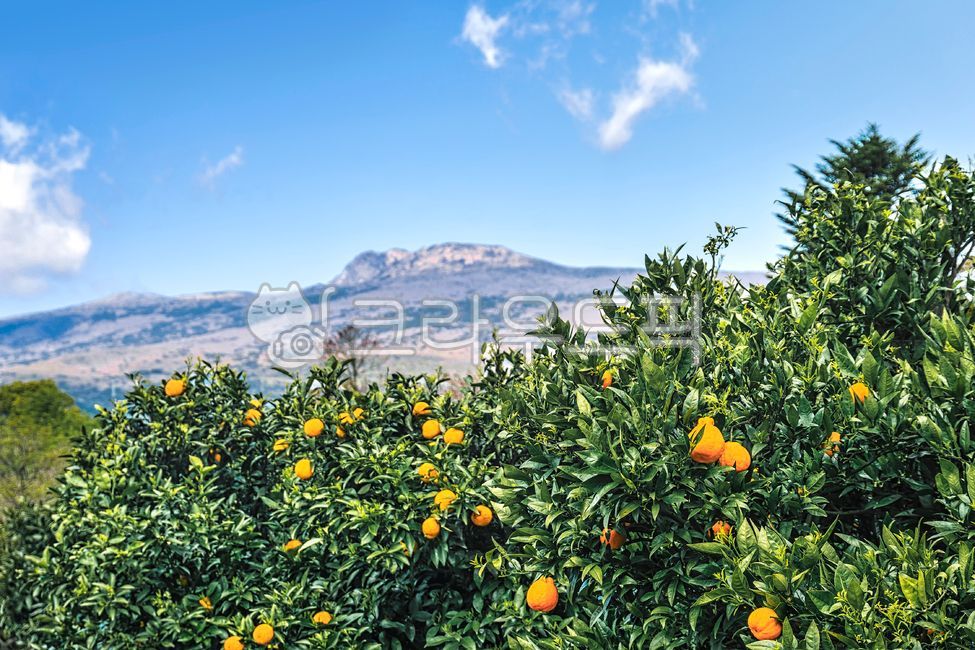 제주도,한라산,귤,한라봉,감귤,오렌지색,봄,가을,농업,농장,경작,옥외,자연,경관,경치,신선한,산,하늘,구름,초록색,파란색,citrusfruit,감귤류과일,food,음식,fruit,과일,orange,주황색