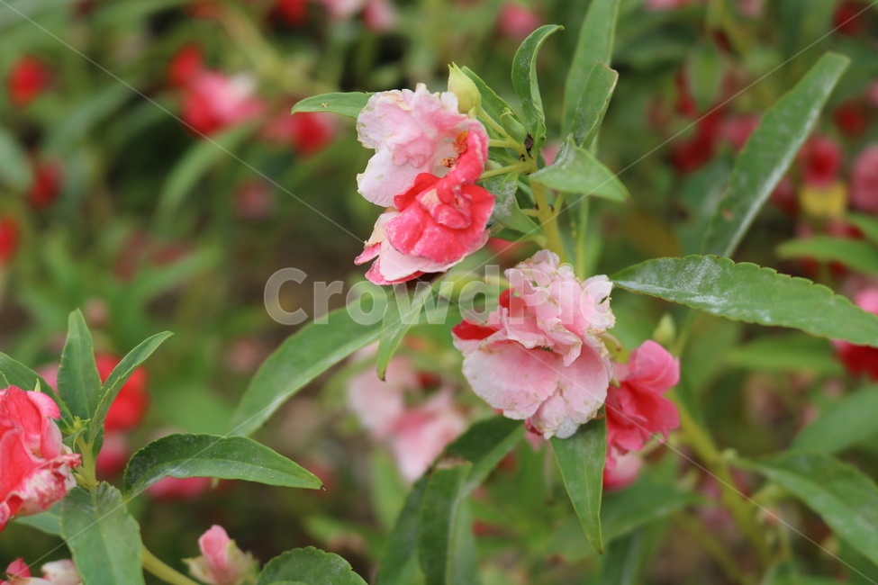 꽃,봉숭아,식물,핑크,flower,식물,자연,plants,nature,꽃,flower