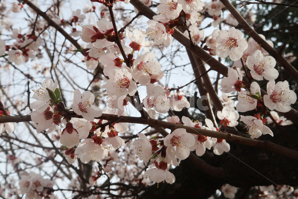 봄,벚꽃,꽃,spring,cherryblossom,꽃송이,flower,분홍,핑크,나무,벚나무,봄,계절,spring,season,식물,자연,plants,nature,꽃,flower,plant,blossom