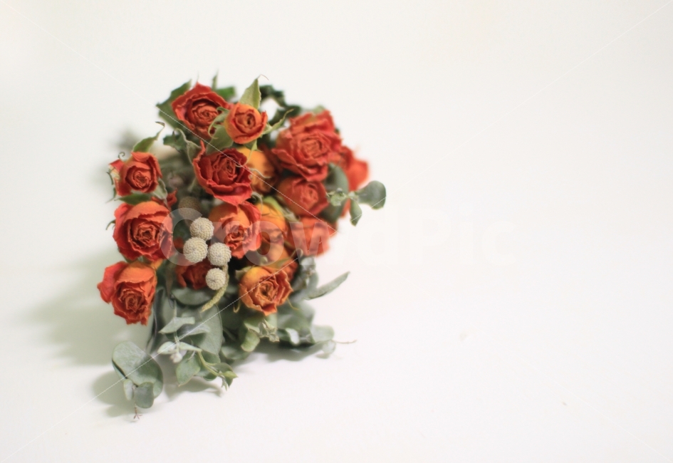 드라이플라워,가을,꽃,감성사진,말린꽃,식물,자연,plants,nature,꽃,flower,실내용화초,화분,화초,house plant,감성,sensible,feeling