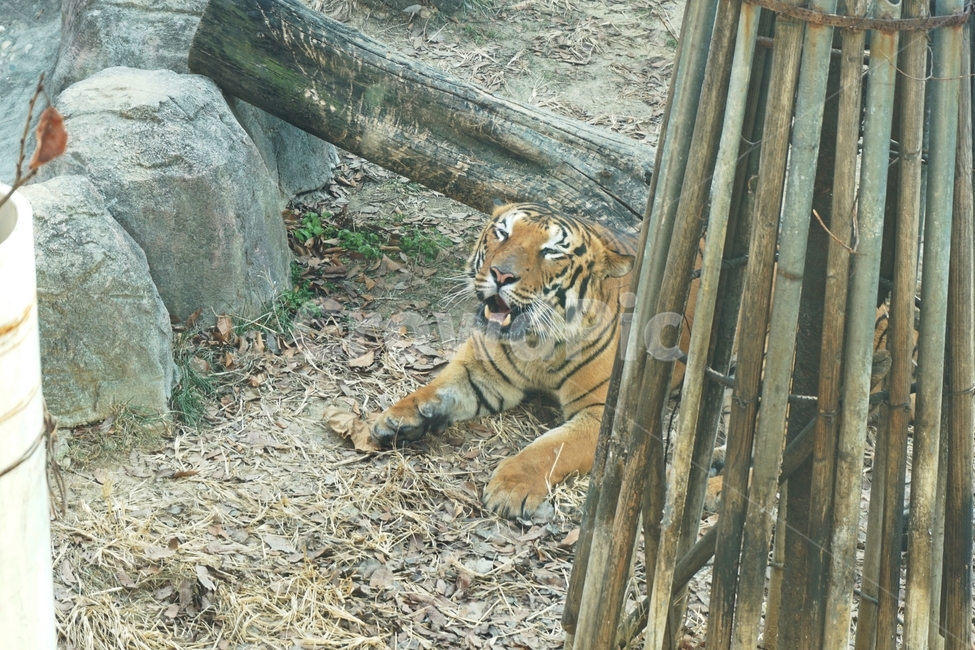 동물,야생,호랑이,줄무늬,육식,nature,자연,tiger,animail,animalpark,park,동물보호,동물,animal,포유류,mammal