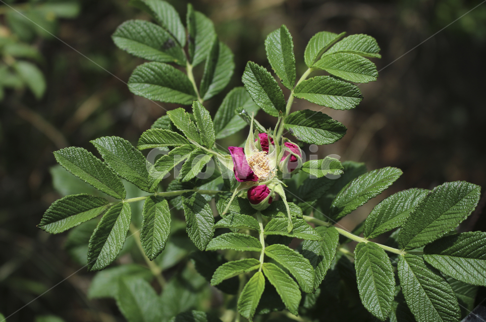 plant,식물,leaf,잎,flower,blossom,꽃,마른꽃,dryflower,초록,green