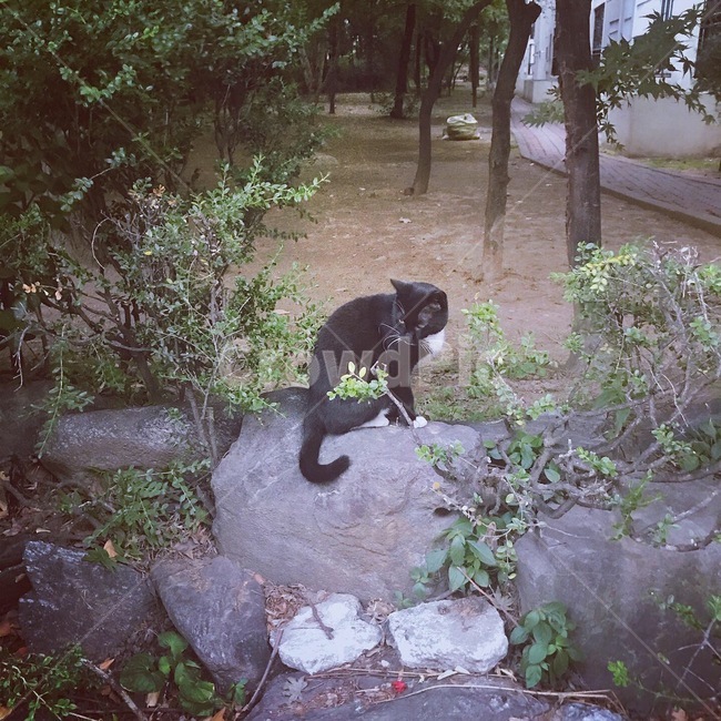 고양이,돌,돌위,포즈,검은고양이