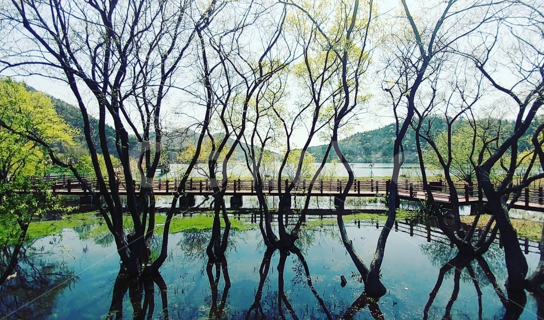 전남,전라남도,함평,자연,식물,풍경,나무,호수,공원,풀,다리,자연생태공원,nature,tree,lake,park,landscape,bridge,plants,자연,풍경,nature,landscape,outdoors,옥외,land,땅,water,물