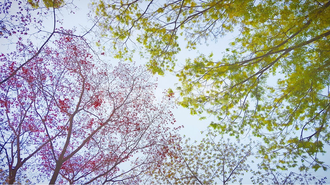 여름,나무,감성,숲,초록,핑크,조화,6월,하늘,풍경,자연,일상,summer,tree,sensitivity,green,pink,color,june,sky,nature,daily,forest,색감,색,자연,풍경,nature,landscape,식물,plants,나무,trees,wood,plant