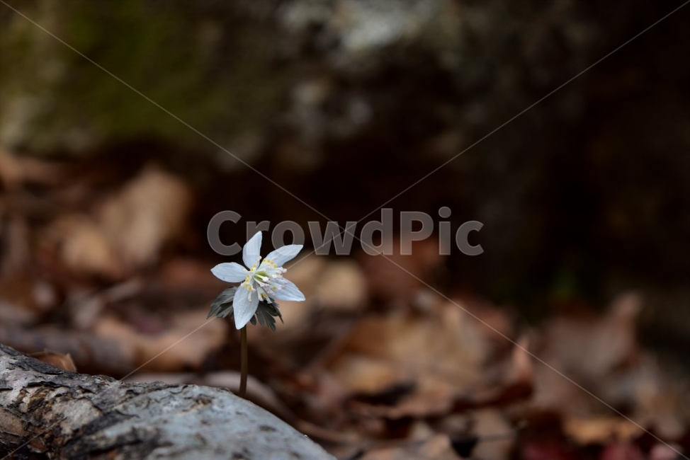생태,식물,자연,들꽃,산꽃,봄,감성,힐링,플라워,계절,시즌,wild,Flower,plants,nature,spring,season,배경,풀,초본,너도바람꽃,야생화,식물,자연,plants,nature,꽃,flower