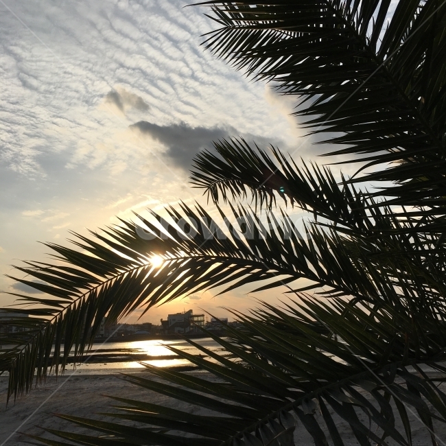 제주도,야자수,바다,해변,석양,하늘,열대,금능해수욕장,금능으뜸원해수욕장,제주,선셋,구름,야자나무,동남아,해변,바다,beach,sea,식물,자연,plants,nature,나무,trees,wood