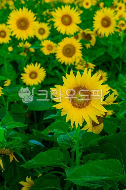 sunflower,plant,flower,summer plant,leaf,summer flower,outdoor,nature,summer,summer,season,plants,nature,flower,plant