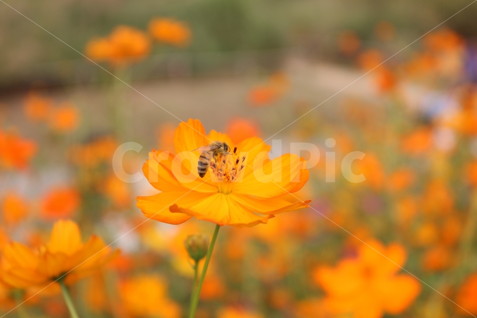 가을,계절,추위,가을하늘,꽃,코스모스,주황색,플라워,벌,꽃밭,하늘공원,autumn,weather,flower,bee,skypark,cool,season,orange,가을,계절,fall,autumn,season,식물,자연,plants,nature,꽃,flower,동물,animal,곤충,벌레,insect,bug,감성,sensible,feeling,plant,honey bee,꿀벌,invertebrate,무척추 동물,geranium,제라늄,blossom