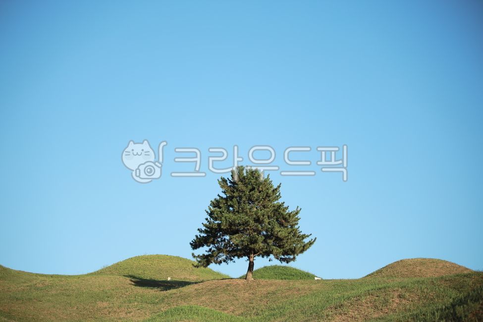 Firewood,tomb,tree,yellow maple,summer,alone