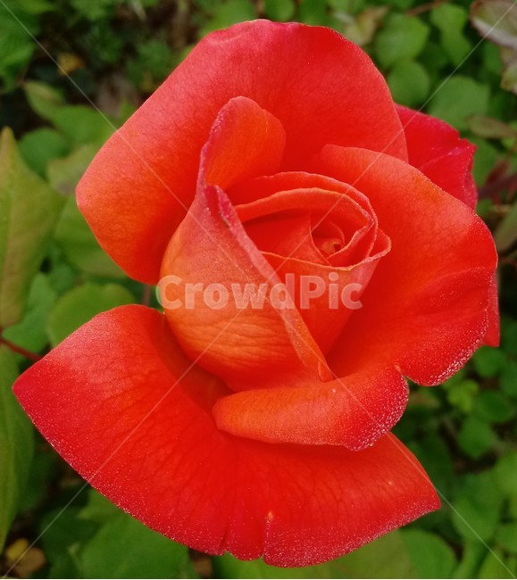 장미,장미꽃,플라워,식물,flower,로즈,붉은장미,rose